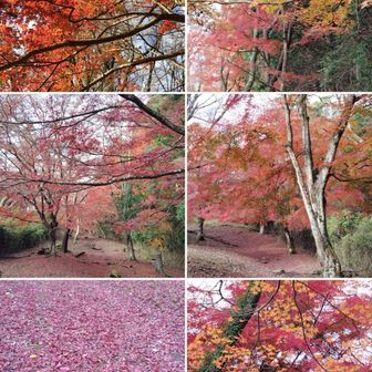 またまたこんな🍁