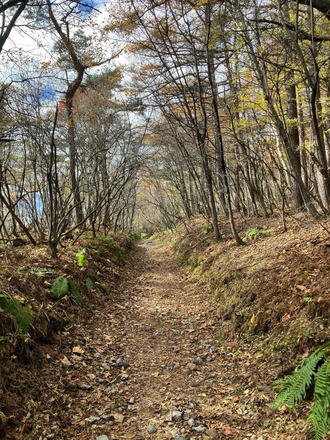 とても歩きやすい登山道です