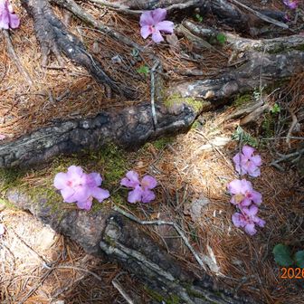 花が盛りを過ぎて、道を飾っている。