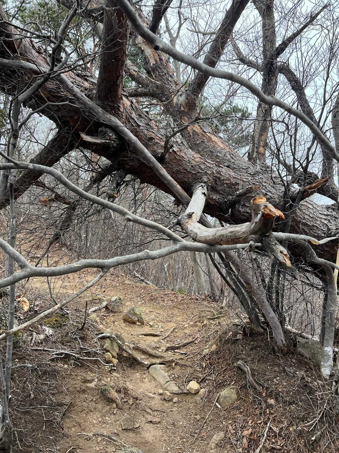 登山道を塞ぐ
こんな箇所が多々💦