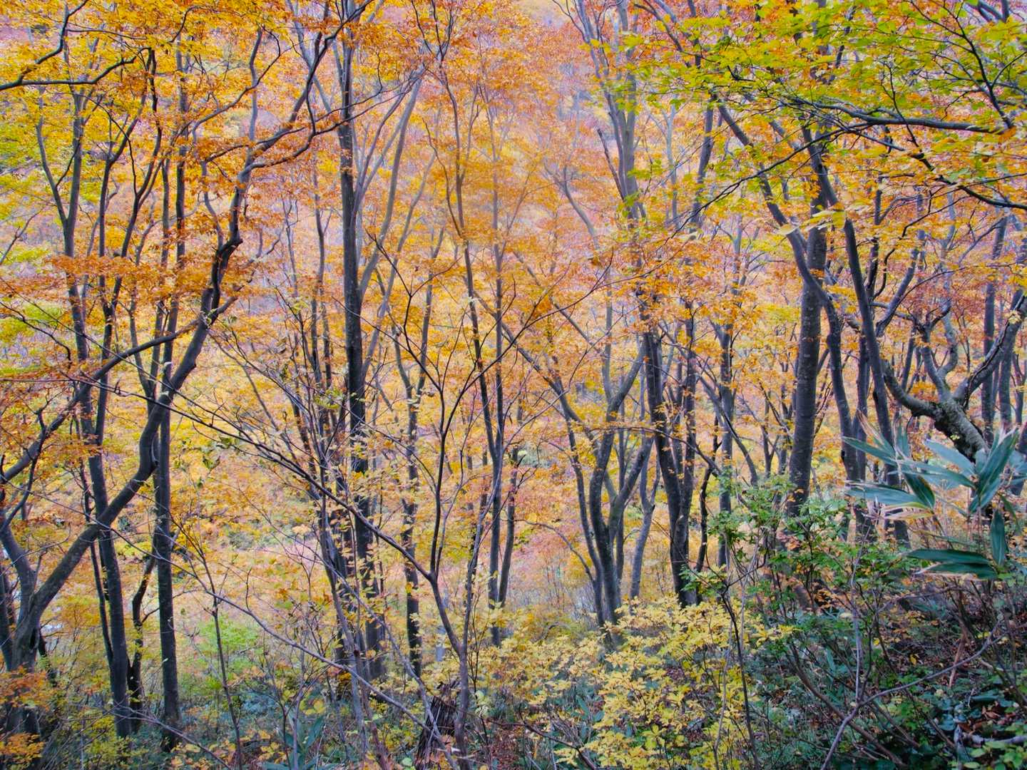 またまた、絶紅葉の中を下山！