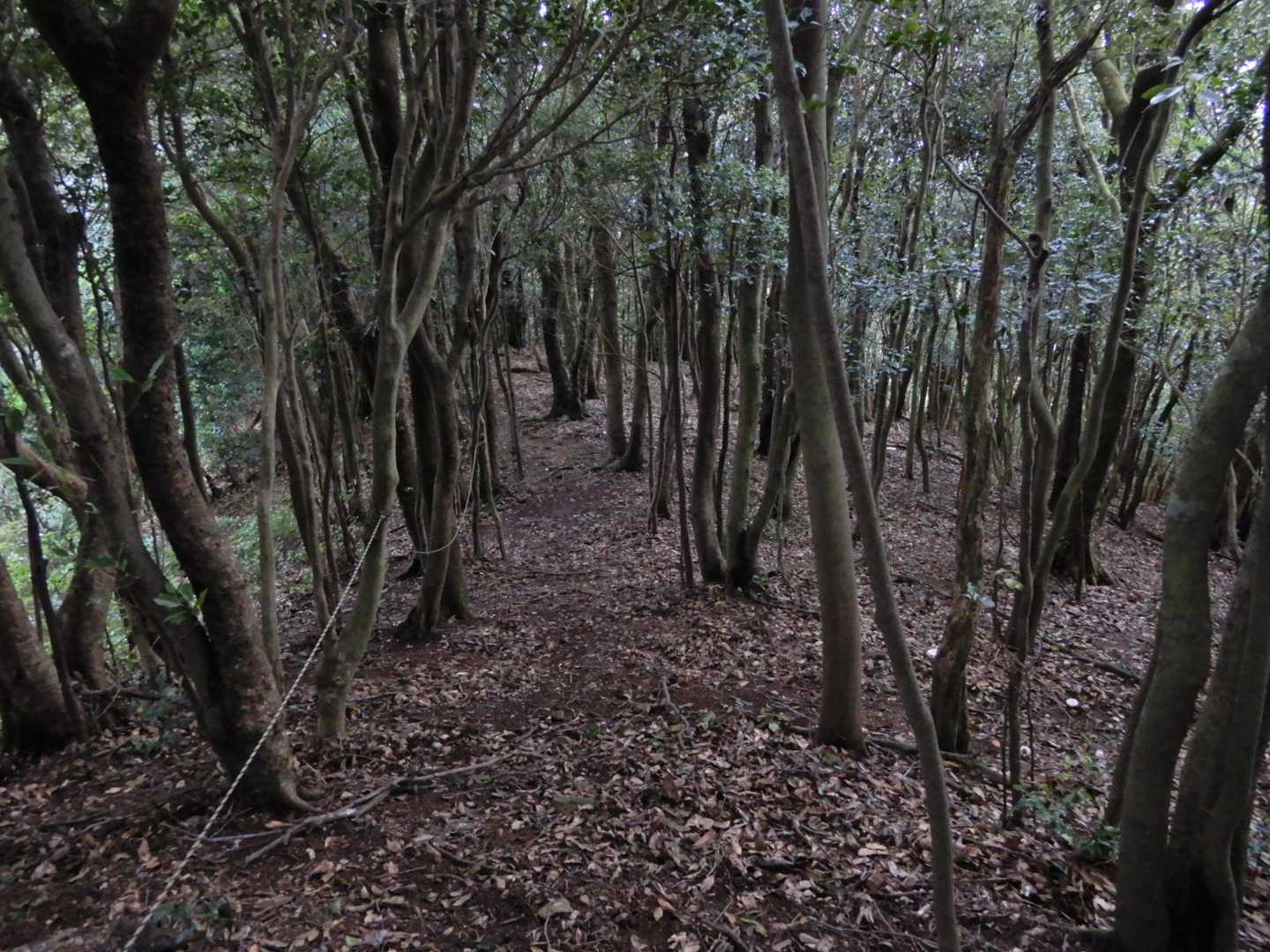 樹林の尾根道が続く