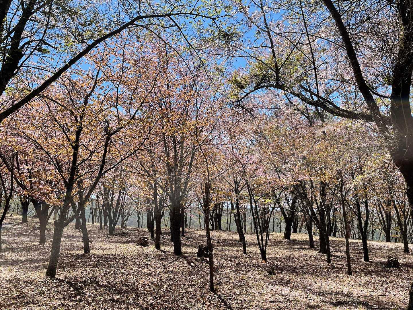千本桜公園🌸
まだ花が残っていてくれました