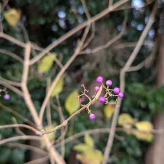 ムラサキシキブ