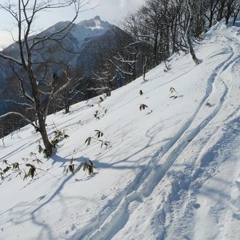ラッコサンのトレース
ラッコさんは1本で帰っちゃいました