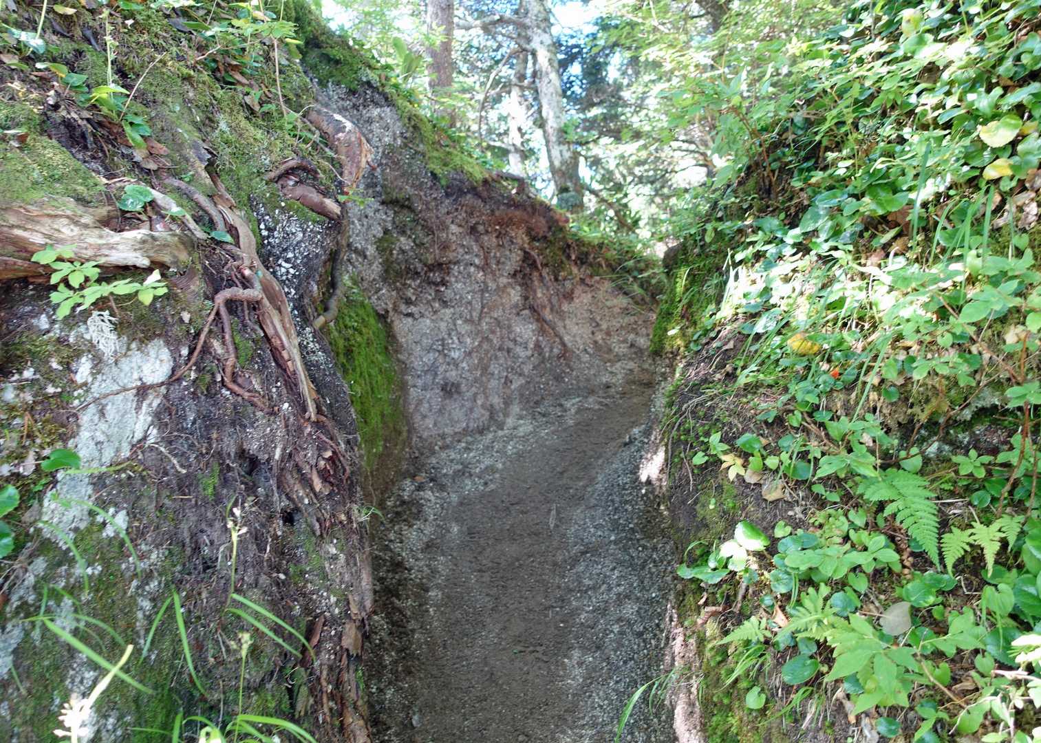 地質が花崗閃緑岩に変わる。
途端に脆くなる登山道よ！