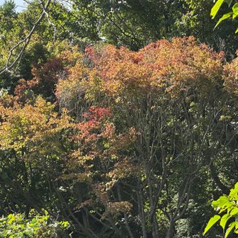 少し上って、振り向いて…🤳🏾
毎年、同じようにここからが1番先の紅葉🍁