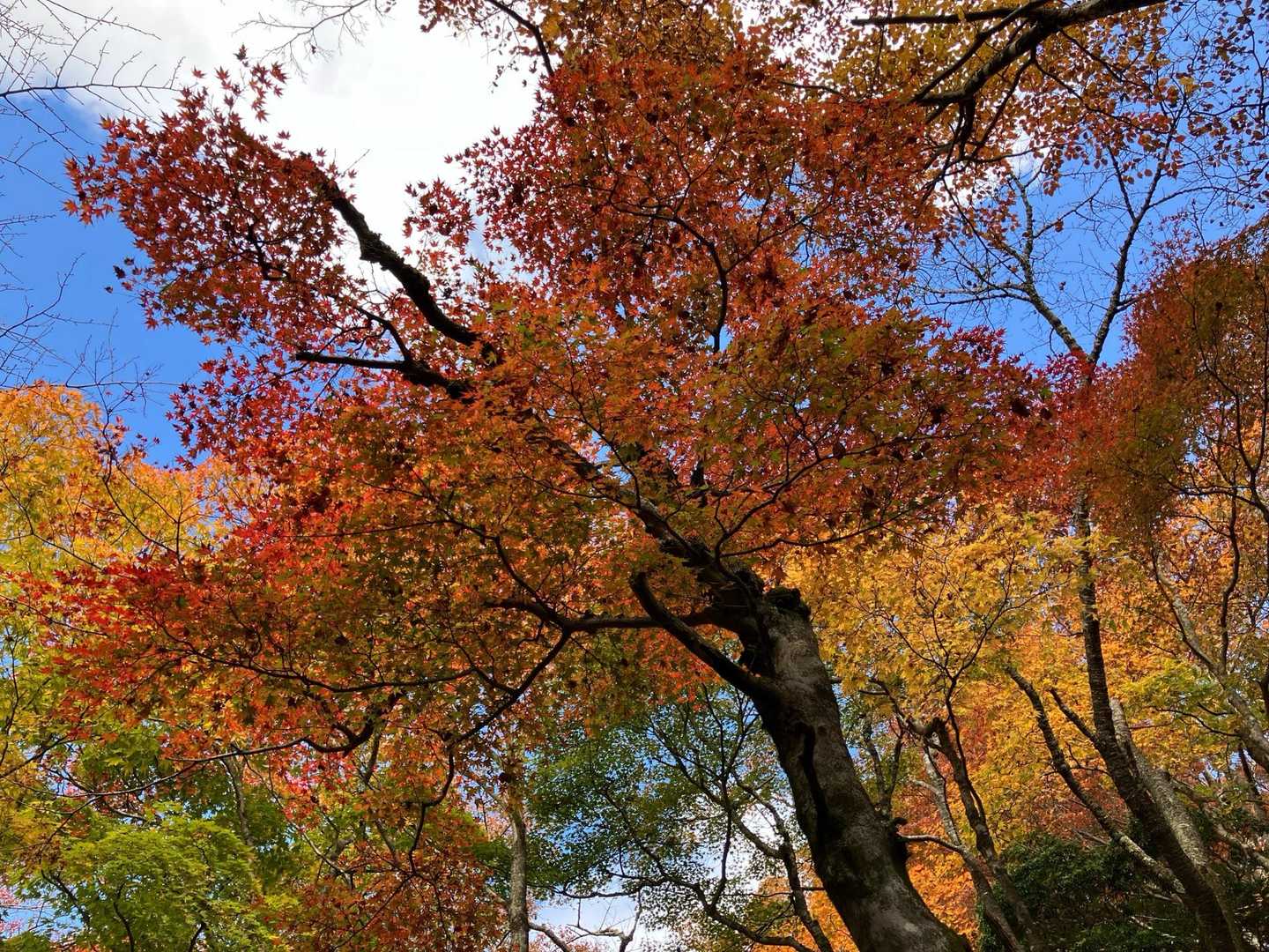 日向キャンプ場-大山 周回コースの写真