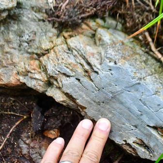 誰か牛ヶ岳山頂の泥岩をカットしましたか？

希少なサンプルとなったことでしょう😁