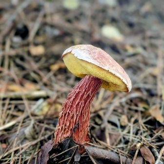 🍄‍🟫🍄