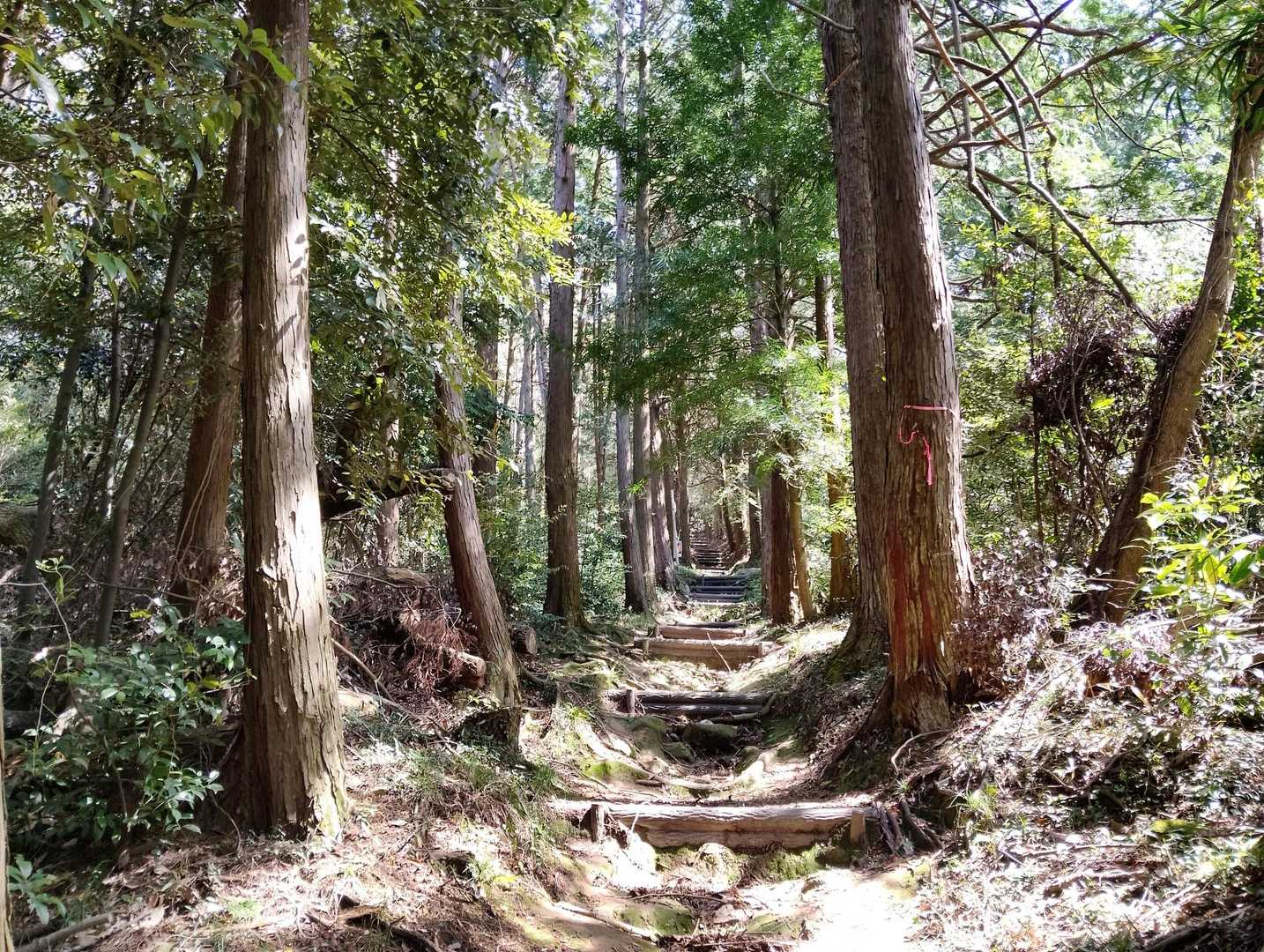 おぉ〜✨️
木漏れ日きれいやし雰囲気もいい。

真っすぐ登っていく。