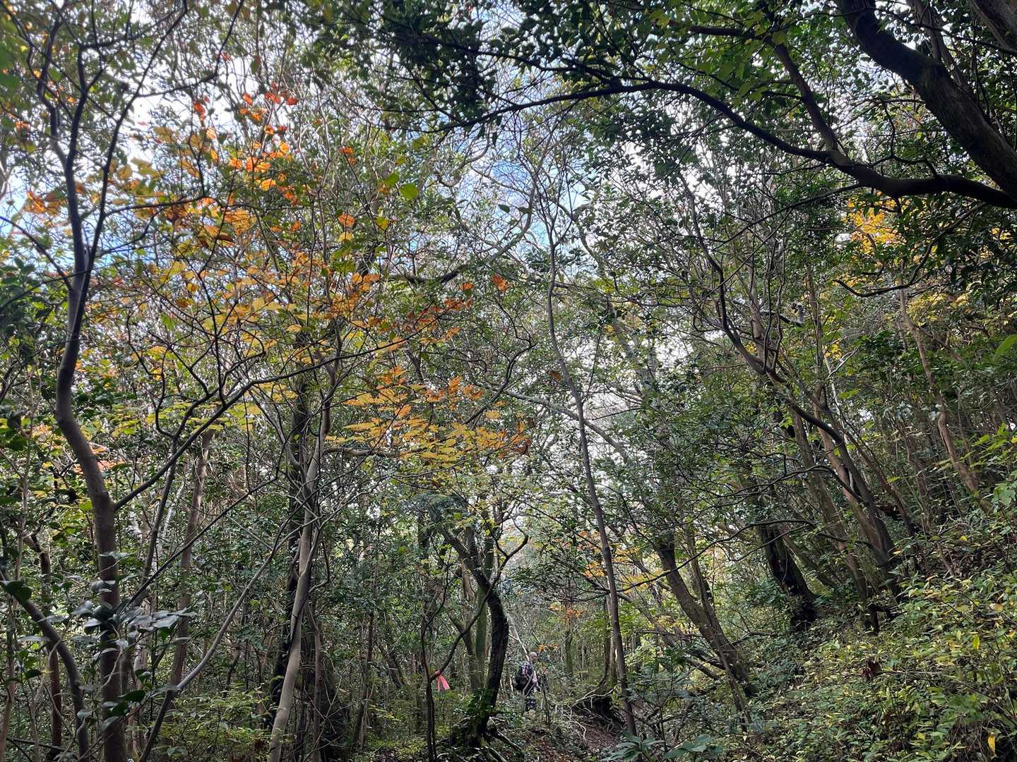 もちろん見上げることも忘れない🍁