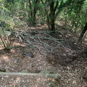 段々と荒れて来た。倒木も整備されていない。
それ以上に蜘蛛の巣が顔に張り付いて、大変です。
ポールを持ってくればよかったと後悔。