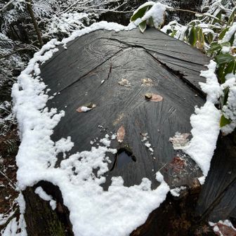 ちょうど雪の髭で🎅サンタさん顔のしろやまくん🎄