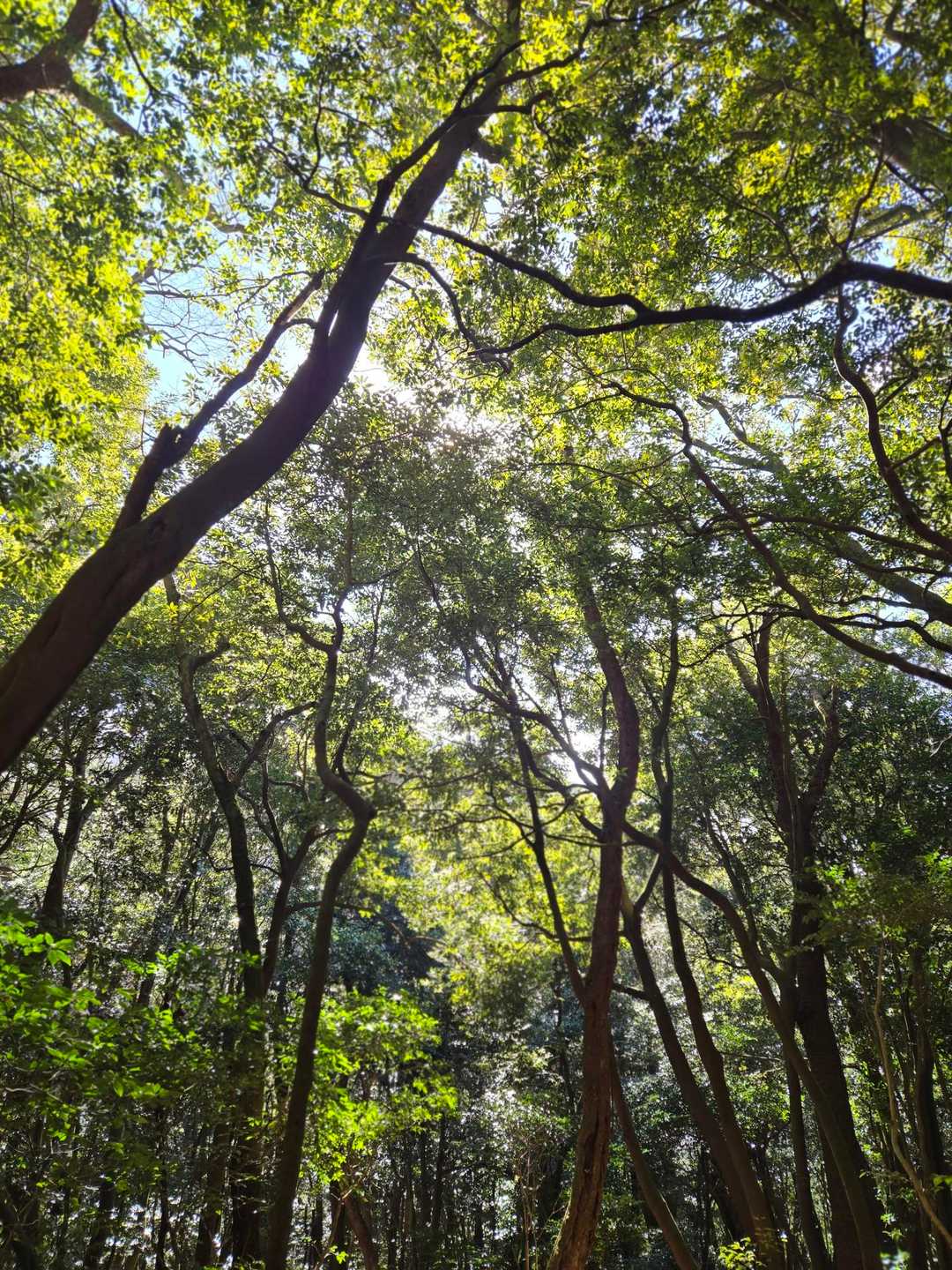 ほぼ常葉樹だったし、暖かいので、季節が分からなくなる🌀