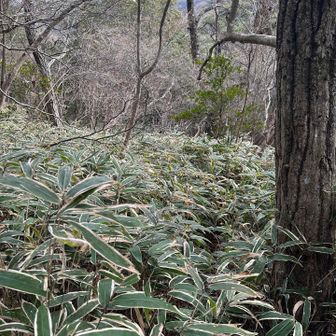 ぱっと見、道どこー？な笹だらけ。