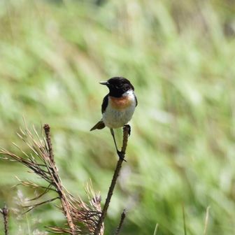 あしつるちゃん
