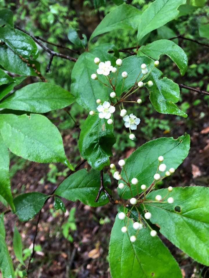 蕾が丸くてかわいいです💕