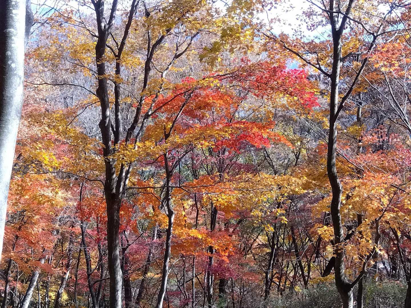 嵩山 往復コースの写真