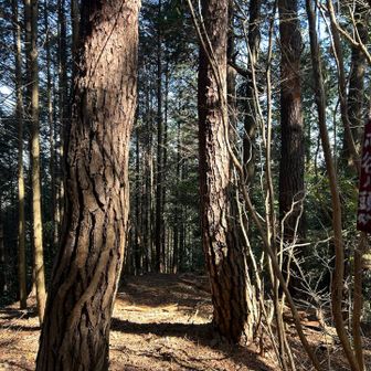グレーピーク・ボ谷ノ頭(450m)