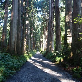 参道の左右には立派な杉の木🌲