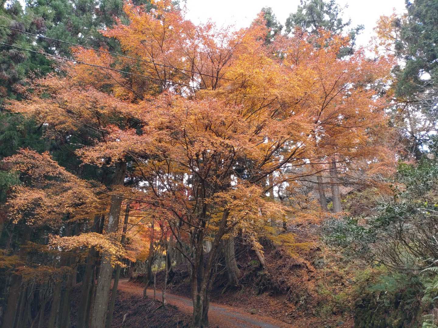 求菩提資料館前バス停-求菩提山 周回コースの写真