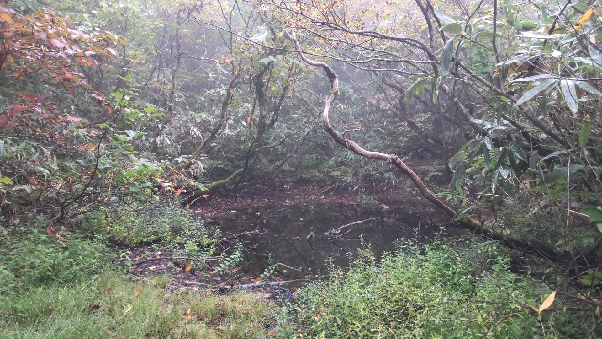 ただの水たまり？
でも、なんか惹かれるものがあって立ち止まりました♡