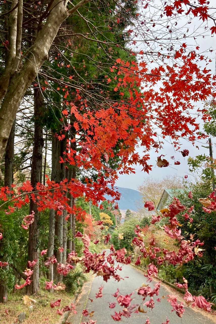 公時神社登山口-金時山-金時山登山口-金時登山口バス停 縦走コースの写真