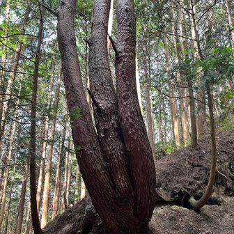 キングギドラみたいな木