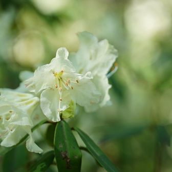 ヒカゲツツジがお出迎え💛