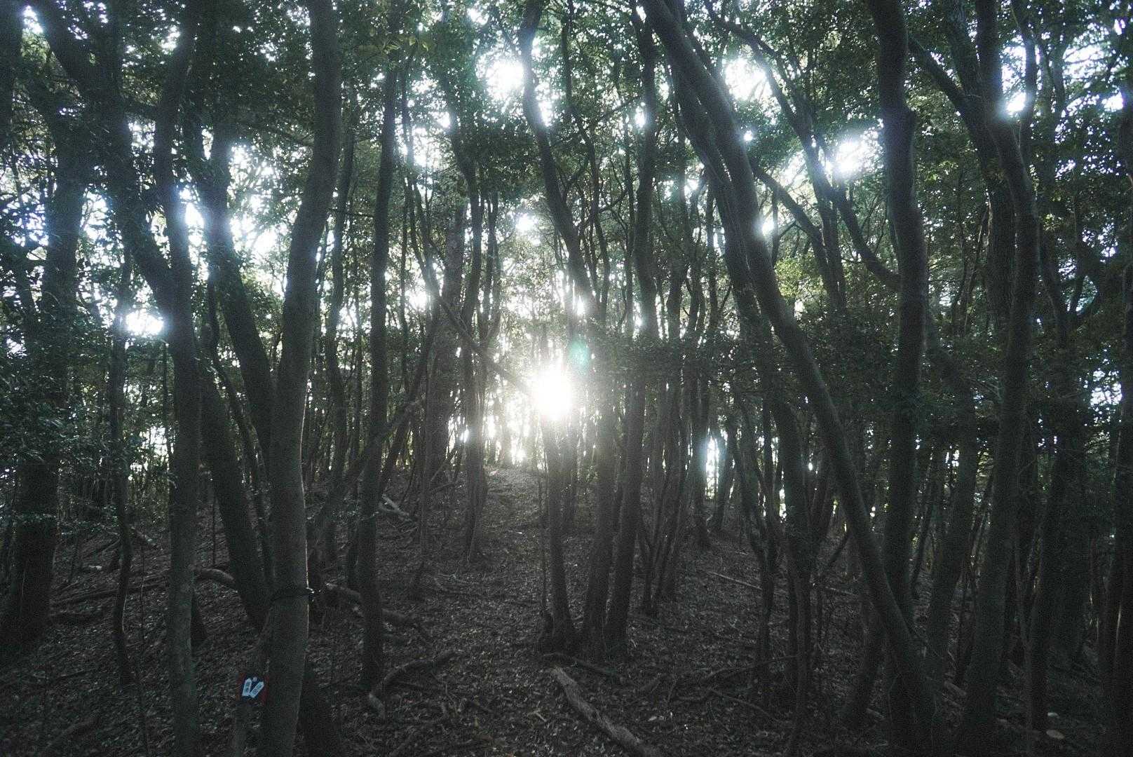 竜王山 往復コースの写真
