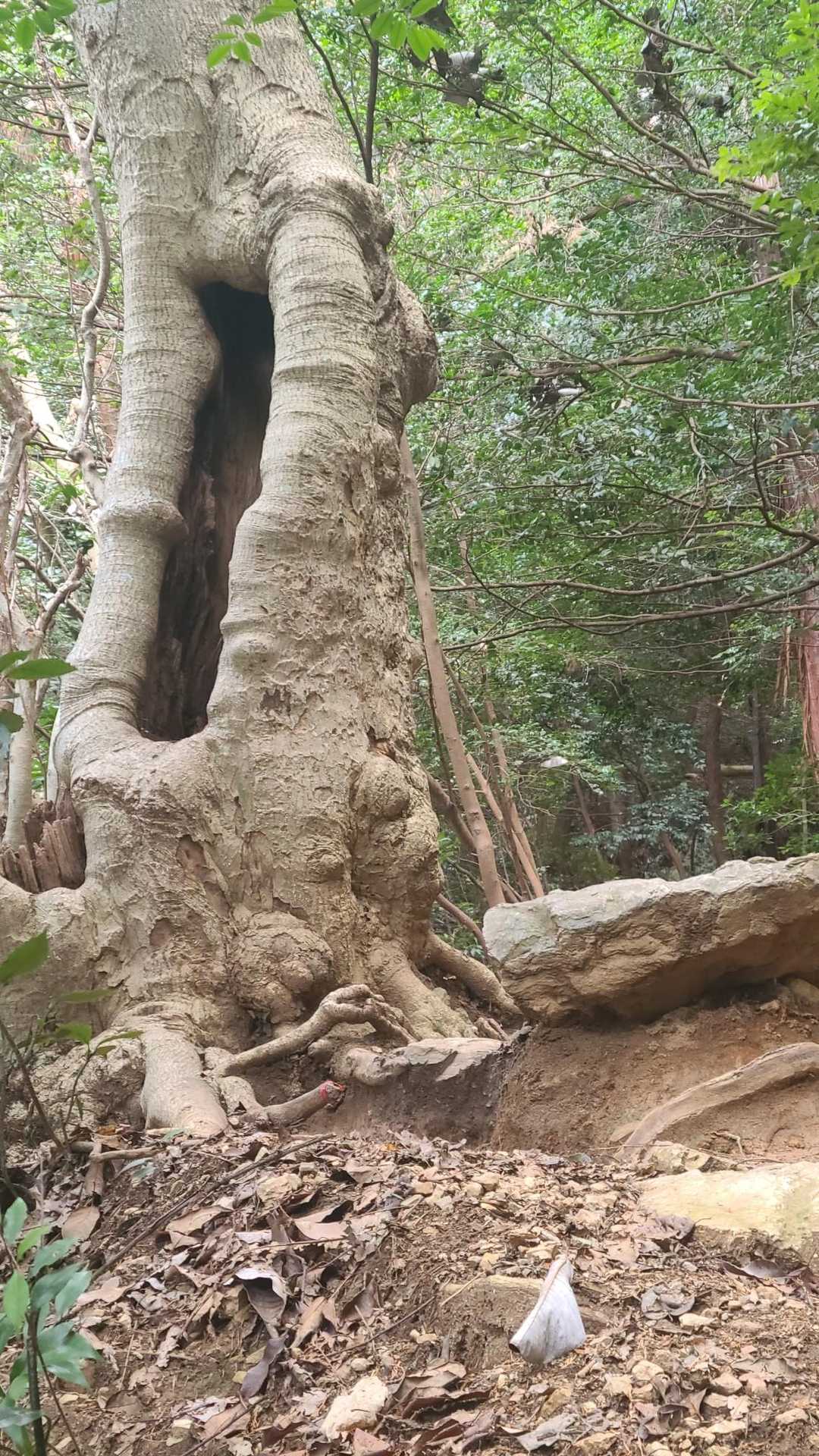 馬ノ背登山道-水手道（めい想の小径） 周回コースの写真