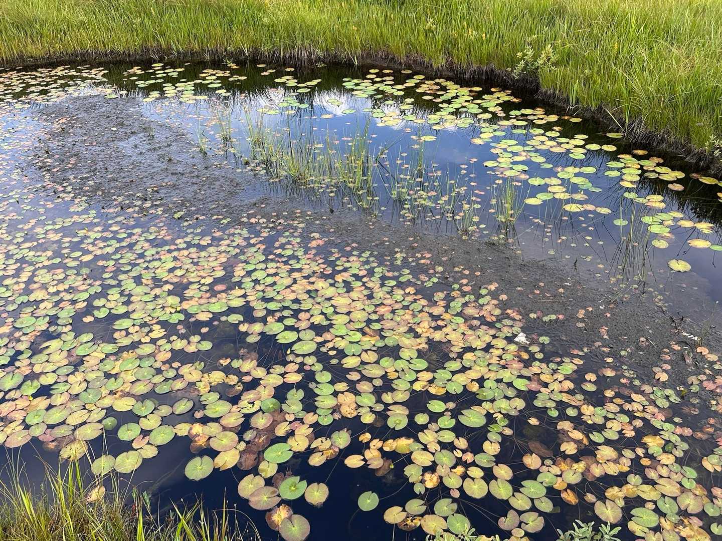 池塘に浮かぶまーるい葉
ヒツジグサ