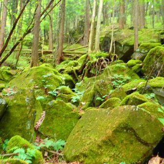 苔むした岩たちが美しい😍