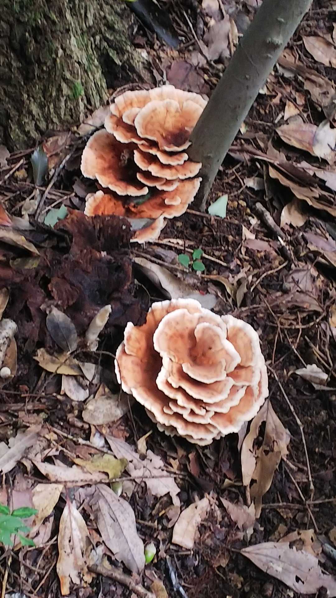 美味しいそうだけど🍄当たると怖い😨