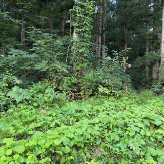 平標新道を進む