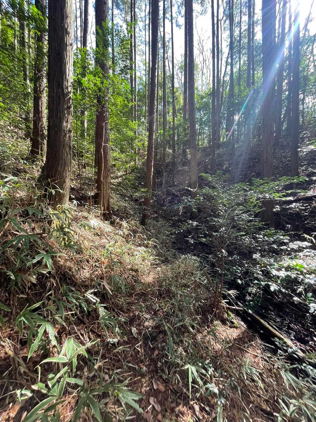 今一度
登山口に戻り ほんとに合っているのか確認

そしたら 深山から 下山してきたソロの男性👨が丁度いらして 聞いてみた。
やっぱりかなり 迷うらしく  細かくヤマップ確認しながら進んでと助言いただく。
道は相当分かりづらいと
ヤマップルートを辿ってみたが
あって無いようなもの。