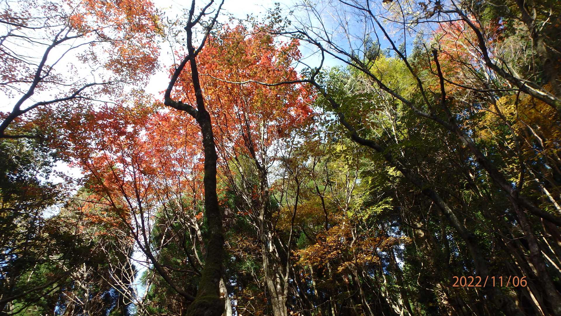 玉屋神社登山口-岳滅鬼峠-石楠花の頭-猫の丸尾 周回コースの写真