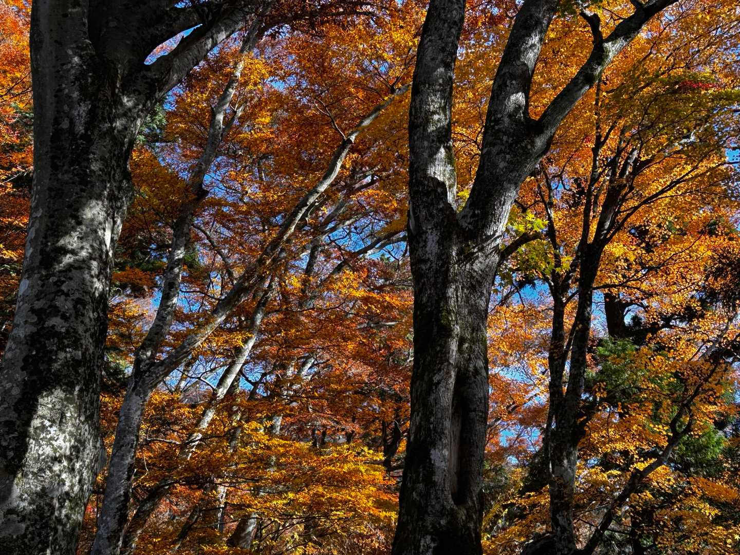 イイ感じの紅葉