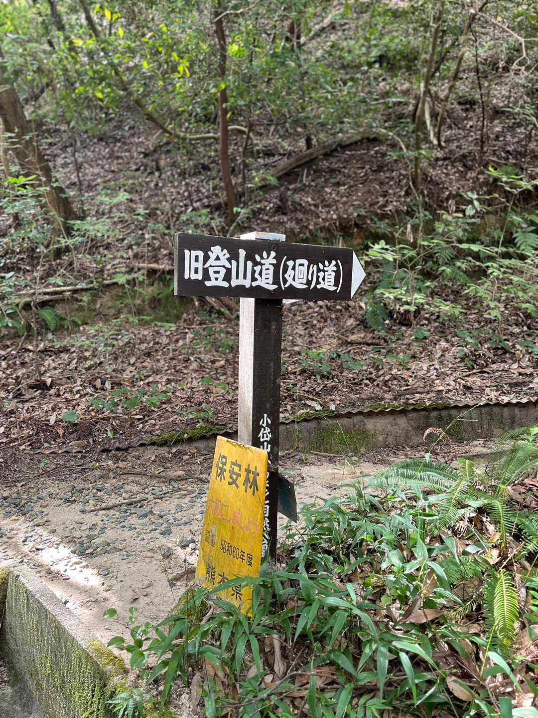 いつもの旧登山道へ進みます🚶‍♂️