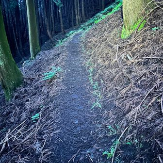 登山道はこんな感じで九十九折りになってて登り易いです。
しかしめっちゃ湿気があって暑い🥵
山頂までずっーと登りです。

序盤から汗だく状態、
体の水分全部持ってかれた💦
三重県三大急登に登録させてもらいます！

オススメは冬ですね☺️
