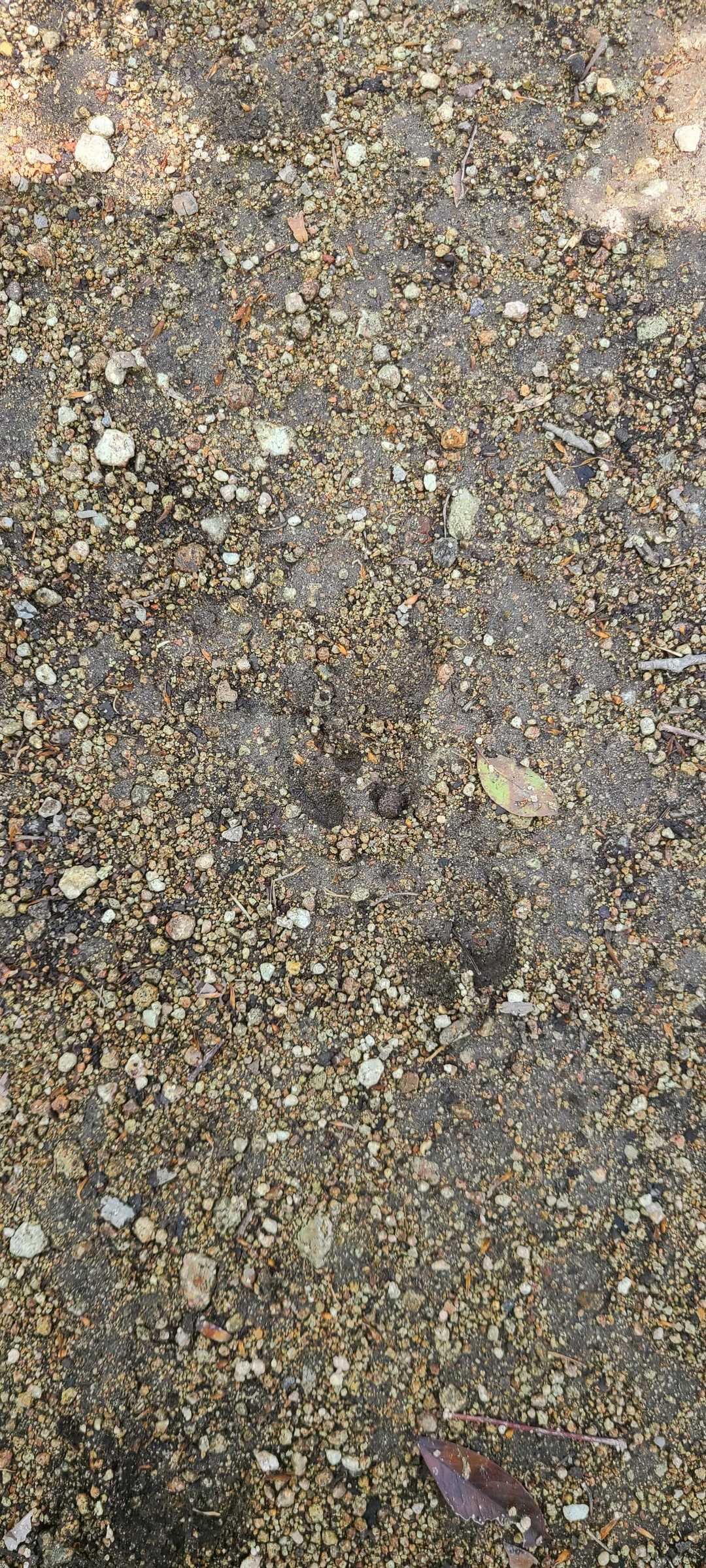 これは、、、鹿の足跡？🐾