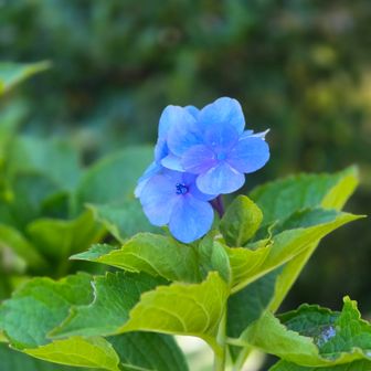 今の時期に紫陽花　ひっそりと