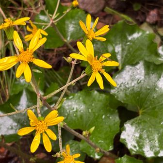 ツワブキがいっぱい咲いていました🌼
