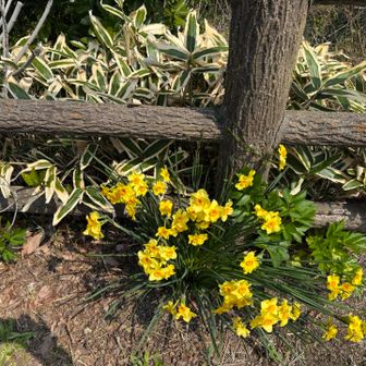 熊笹と水仙のコントラストが絶妙