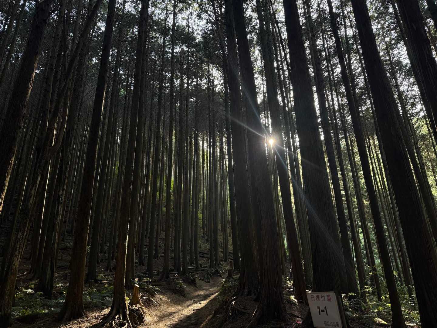 5月には圧巻のツツジの大群生。大阪・奈良を望む大和葛城山の写真
