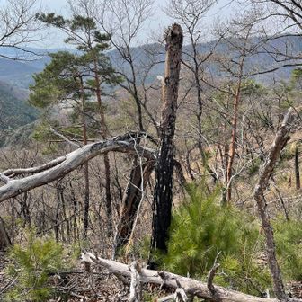 2021の山火事のあと　　焦げた後など、ついこの間の様な雰囲気。一度壊れた自然は回復にどのくらいの時間を要するのか…　　　他人事にせず、各々が肝に命じていかなければならないですね