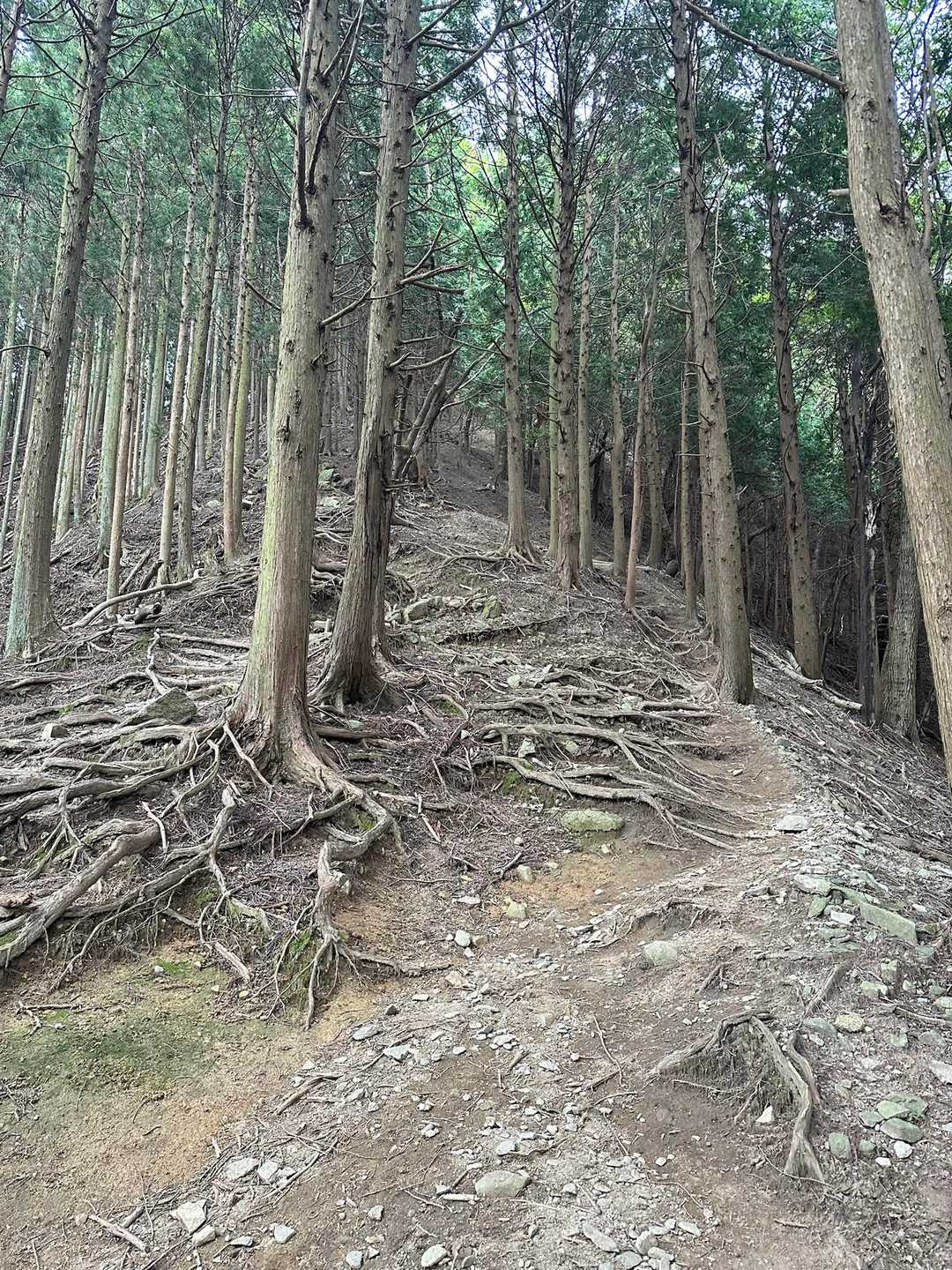 堀坂峠-堀坂山 往復コースの写真