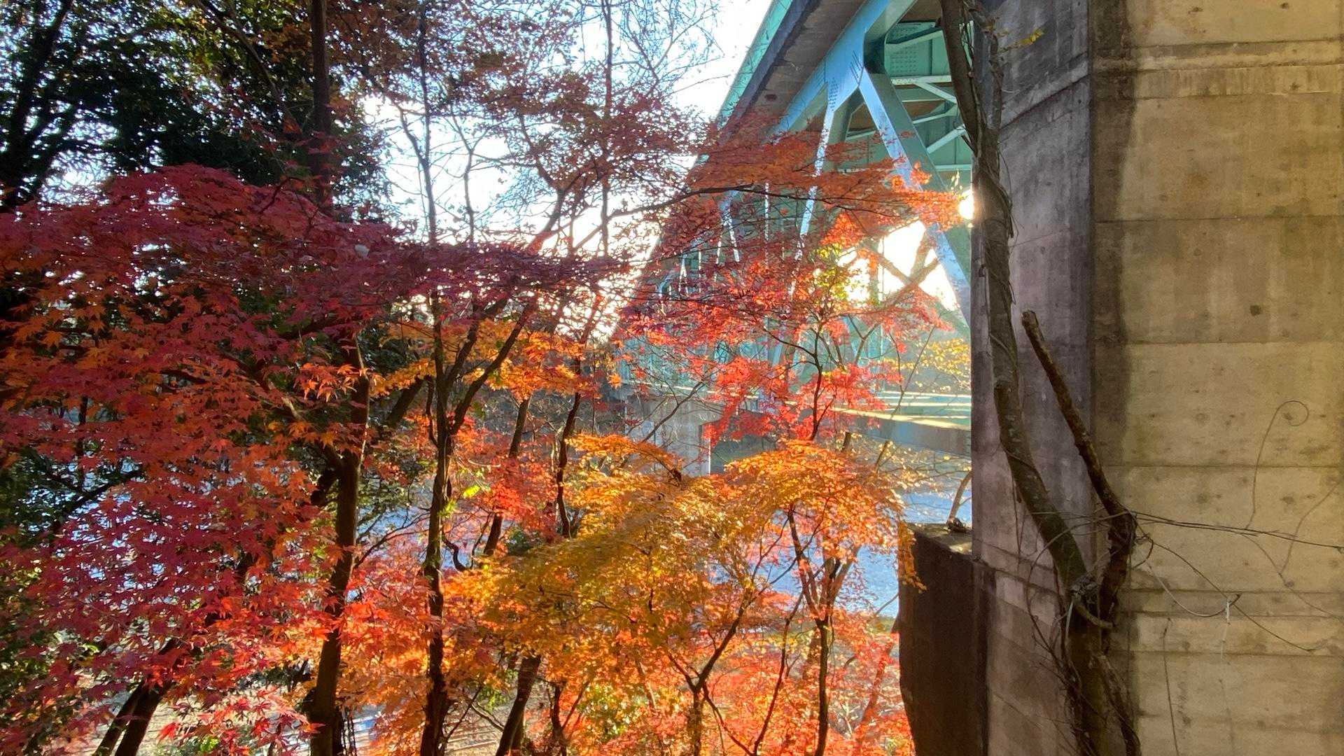 紅葉が綺麗でした