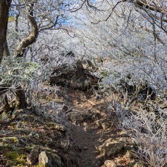 枝木に着いてる氷が凄く綺麗